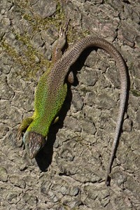 Schreiber's Green Lizard - Lacerta schreiberi © John Muddeman